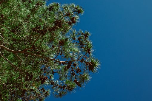 Branches of green pine tree in a blue sky. Place for text.