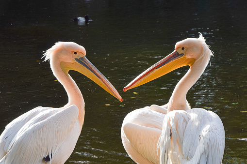 A pair of great white pelicans (Pelecanus onocrotalus), also known as eastern white pelicans