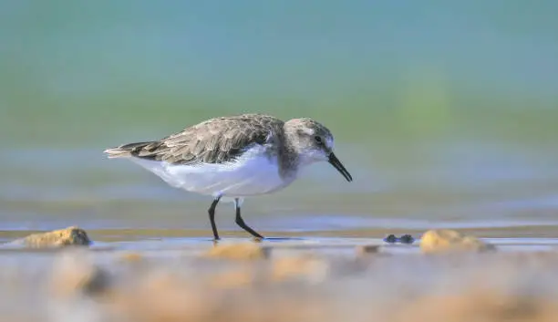 Little Stint (Calidris minuta) is is a wetland bird that lives in the northern parts of the European and Asian continents. It feeds in swampy areas.