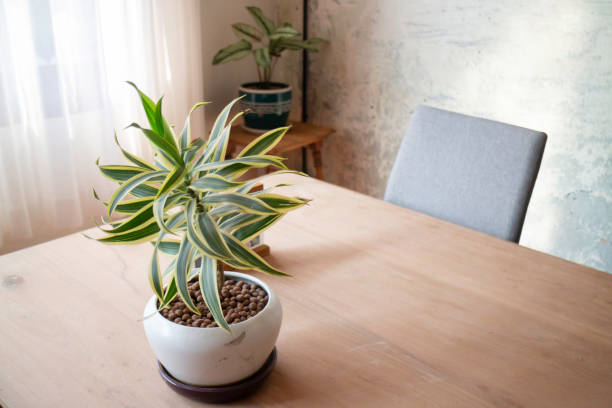 istock Retro item decorated in vintage house 1428675147