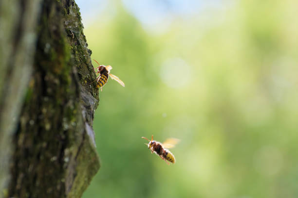 istock Hornets on apple tree trunk in the countryside 1428676773