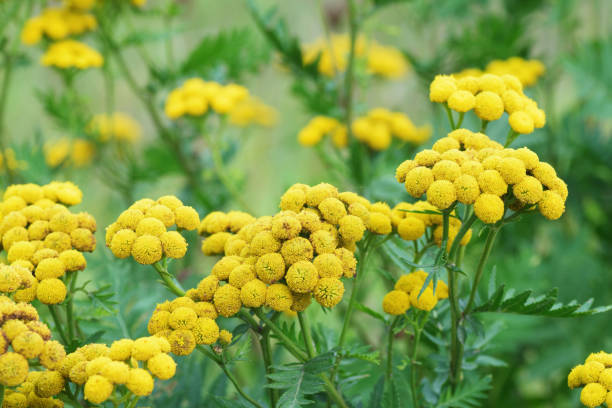 Yellow common tansy flowers in the green summer meadow stock photo