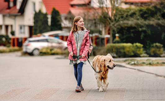 Preteen girl with golden retriever dog walking at street. Pretty child kid with purebred dog labrador in park outdoors.