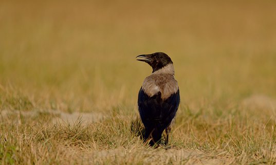 Corvus cornix, hoodiecrow, hooded crow, Corvus, Passeriformes, Passeri, Corvidae, crow