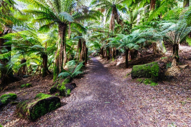 istock St Columba Falls in Tasmania Australia 1428678707