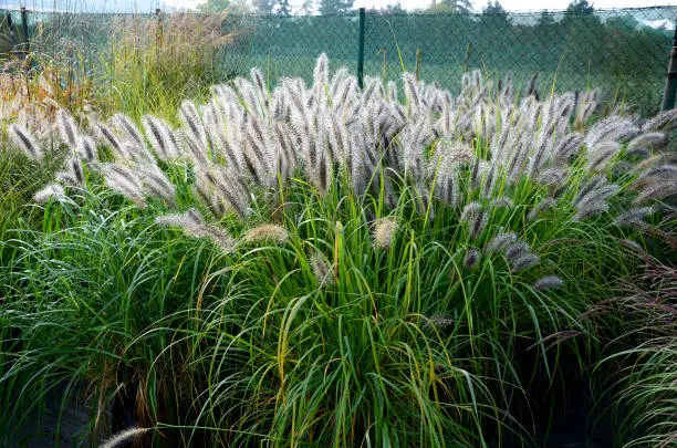 flowerbeds with ornamental grasses in long lines in autumn with glittering dewdrops on the ears of tufts. in the background the lawns on the slope and also the faded perennials glow with their dark, alopecuroides, dewdrop, grasses, hummelo, brown, hameln, monieri