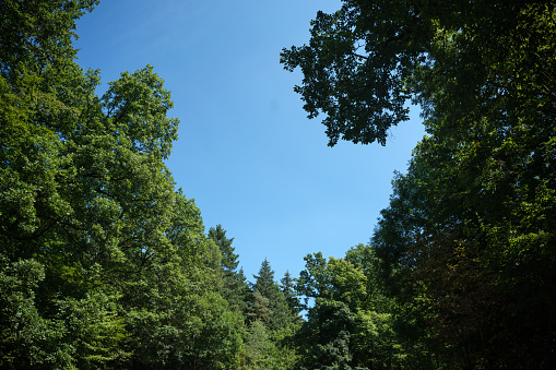 View into a dense deciduous forest in a wooded area in the Palatinate Forest in southern Germany
