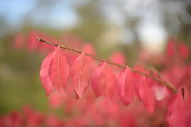 bright red bright red leaves, autumn leaves, leaves Euonymus alatus Compactus, ornamenta leaves against lying of green lawn, go green, green grass lawn, autumn lawn close-up lit by the sun, grass background close-up, autumn red redleaves on a green meadow