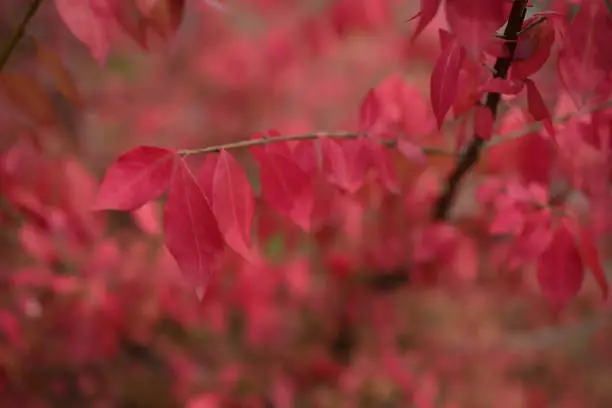 bright red bright red leaves, autumn leaves, leaves Euonymus alatus Compactus, ornamenta leaves against lying of green lawn, go green, green grass lawn, autumn lawn close-up lit by the sun, grass background close-up, autumn red redleaves on a green meadow