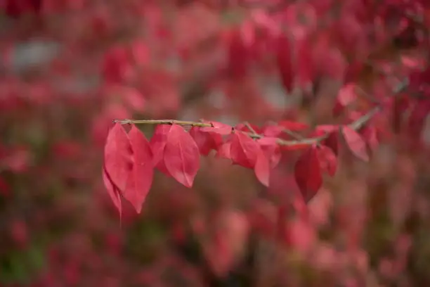 bright red bright red leaves, autumn leaves, leaves Euonymus alatus Compactus, ornamenta leaves against lying of green lawn, go green, green grass lawn, autumn lawn close-up lit by the sun, grass background close-up, autumn red redleaves on a green meadow