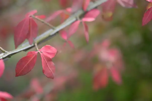 bright red bright red leaves, autumn leaves, leaves Euonymus alatus Compactus, ornamenta leaves against lying of green lawn, go green, green grass lawn, autumn lawn close-up lit by the sun, grass background close-up, autumn red redleaves on a green meadow