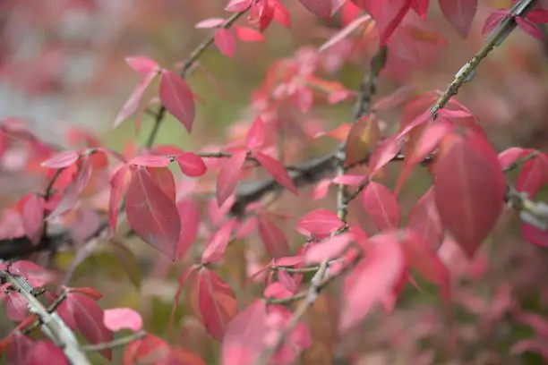 bright red bright red leaves, autumn leaves, leaves Euonymus alatus Compactus, ornamenta leaves against lying of green lawn, go green, green grass lawn, autumn lawn close-up lit by the sun, grass background close-up, autumn red redleaves on a green meadow