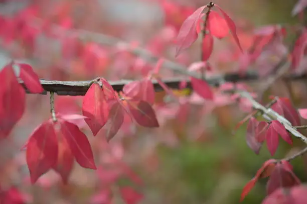 bright red bright red leaves, autumn leaves, leaves Euonymus alatus Compactus, ornamenta leaves against lying of green lawn, go green, green grass lawn, autumn lawn close-up lit by the sun, grass background close-up, autumn red redleaves on a green meadow