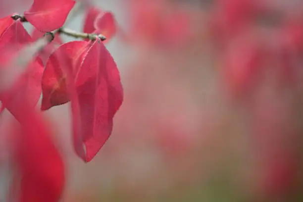 bright red bright red leaves, autumn leaves, leaves Euonymus alatus Compactus, ornamenta leaves against lying of green lawn, go green, green grass lawn, autumn lawn close-up lit by the sun, grass background close-up, autumn red redleaves on a green meadow