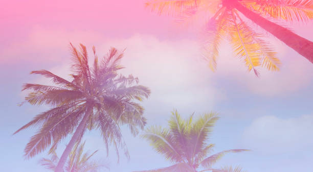 istock The banner of Summer colorful theme with palm trees background as texture frame image background 1428683992