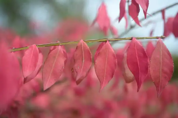 bright red bright red leaves, autumn leaves, leaves Euonymus alatus Compactus, ornamenta leaves against lying of green lawn, go green, green grass lawn, autumn lawn close-up lit by the sun, grass background close-up, autumn red redleaves on a green meadow