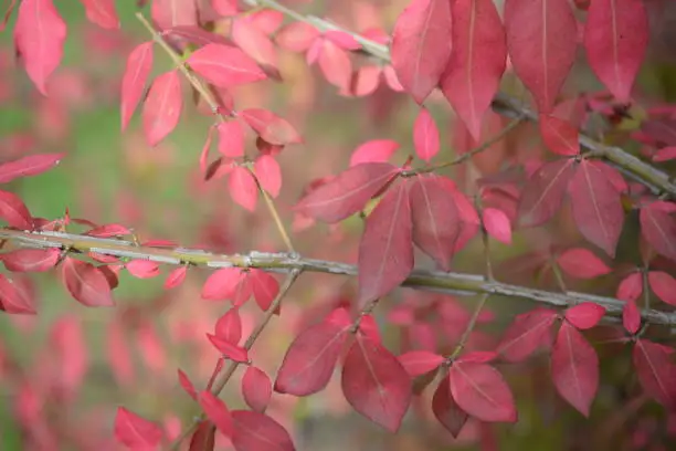 bright red bright red leaves, autumn leaves, leaves Euonymus alatus Compactus, ornamenta leaves against lying of green lawn, go green, green grass lawn, autumn lawn close-up lit by the sun, grass background close-up, autumn red redleaves on a green meadow