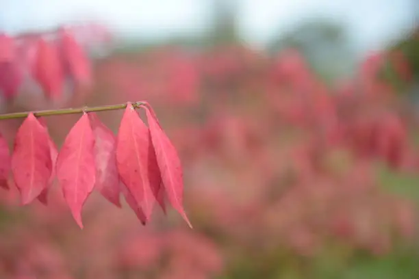 bright red bright red leaves, autumn leaves, leaves Euonymus alatus Compactus, ornamenta leaves against lying of green lawn, go green, green grass lawn, autumn lawn close-up lit by the sun, grass background close-up, autumn red redleaves on a green meadow