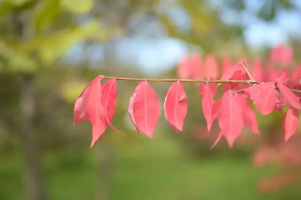 bright red bright red leaves, autumn leaves, leaves Euonymus alatus Compactus, ornamenta leaves against lying of green lawn, go green, green grass lawn, autumn lawn close-up lit by the sun, grass background close-up, autumn red redleaves on a green meadow