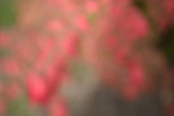 bright red bright red leaves, autumn leaves, leaves Euonymus alatus Compactus, ornamenta leaves against lying of green lawn, go green, green grass lawn, autumn lawn close-up lit by the sun, grass background close-up, autumn red redleaves on a green meadow