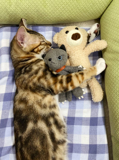 istock Baby cat sleeping. Ginger kitten on couch under knitted blanket. Two cats cuddling and hugging. Domestic animal. Sleep and cozy nap time. Home pet. Young kittens. Cute funny cats at home. 1428688545