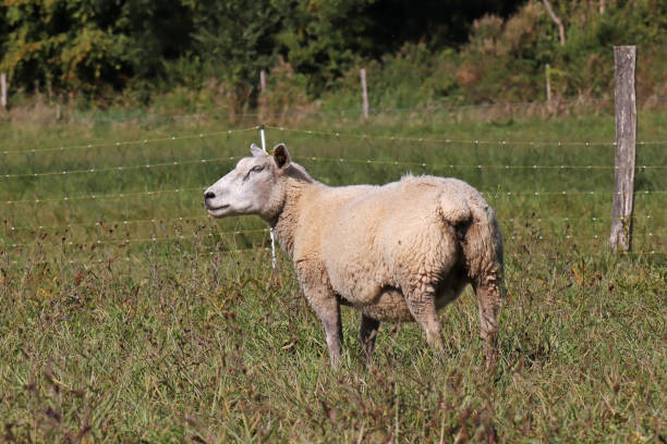 istock Mouton domestique - Domestic sheep (Ovis aries). 1428689411