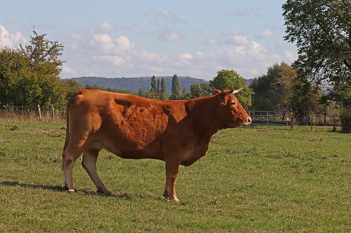09 september 2022, Cattenom, Moselle, Lorraine, Grand Est, France. At the end of summer, a cow of the \