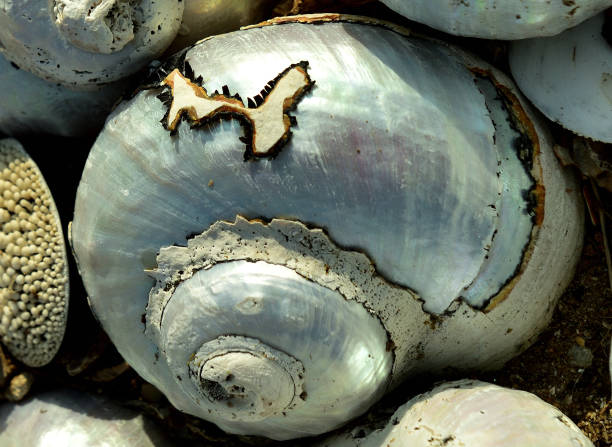 Alikreukels or giant periwinkles are sea snails with a low spiraled shell with a round shell opening and makes for good seafood dishes