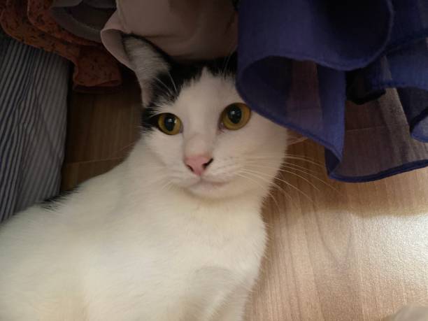 istock cat in the closet , cute cat 1428690630