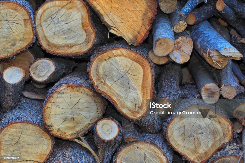 Bûches de bois Pile of firewood logs. Cork - Material Stock Photo