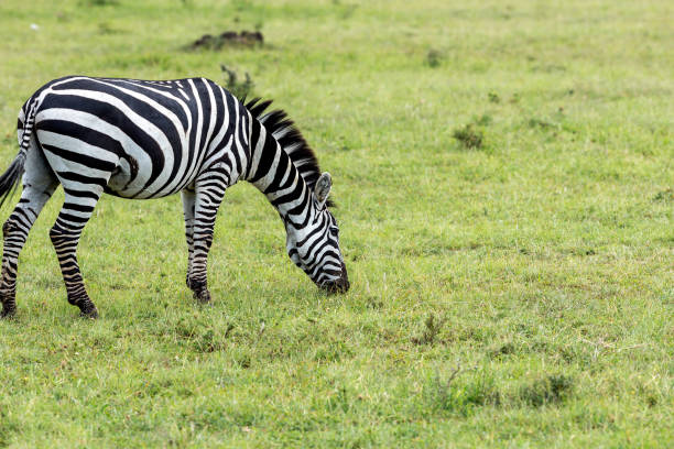istock Plains Zebra Grazing at Wild 1428691664
