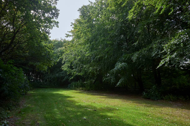 istock green trees in forest with sunlight 1428693560