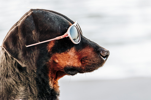 Portrait of a Rottweiler with cool sunglasses