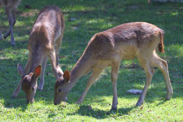 istock A pair of young Whitetail Deer Grazing on fresh grass. 1428696530