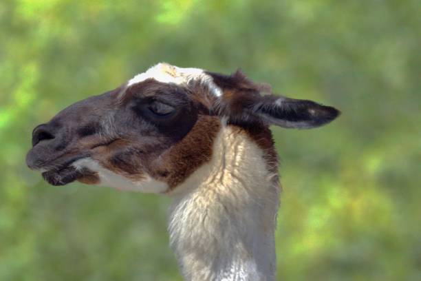istock A Llama looking off in the distance. 1428697039