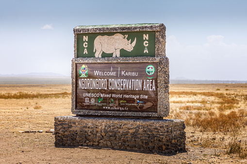 If you can observe a black rhino on safari, you are lucky. One of the last black rhinos in South Africa. A critically endangered species is one that has been categorized as facing an extremely high risk of extinction in the wild. Tourist takes picture.