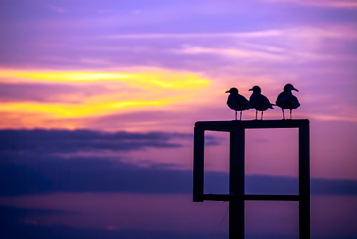 Silhouette of three seagulls perching on a wood structure with a beautiful sunset as background
