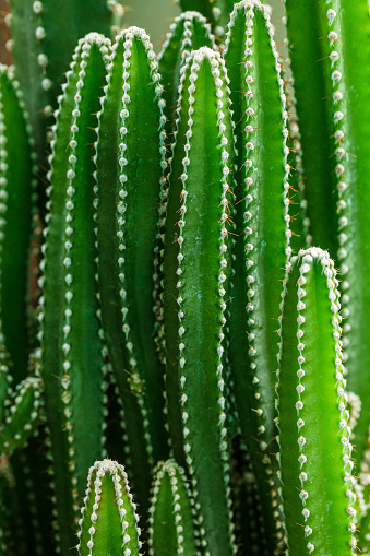 macro cactus,Close-up view of green cactus as background
