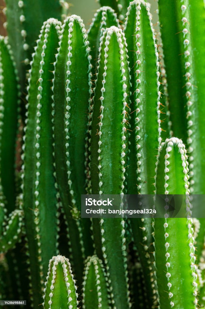 macro cactus,Close-up view of green cactus as background Cactus Stock Photo