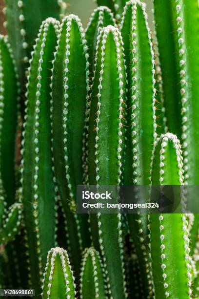 Macro Cactuscloseup View Of Green Cactus As Background Stock Photo - Download Image Now