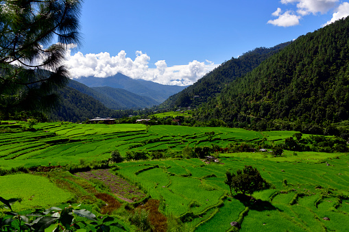 Chhubug Gewog, Punakha district, Bhutan: rice fields north of the Mo Chu river - Punakha valley.