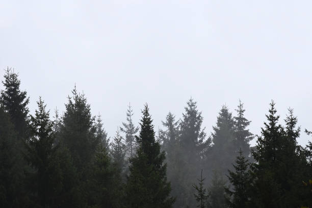 istock Silhouette of pine forest trees with a grey background 1428703528