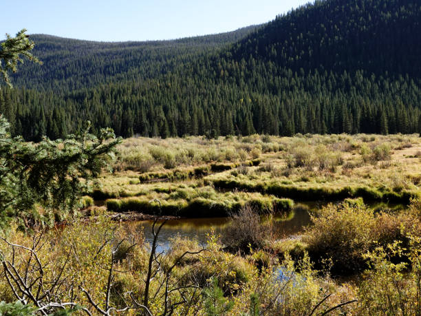istock Forest and calm stream, Indian Peaks Wilderness, Colorado. 1428708732
