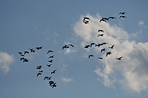 Migrating Canada geese against blue sky and clouds in autumn. Taken in Connecticut.