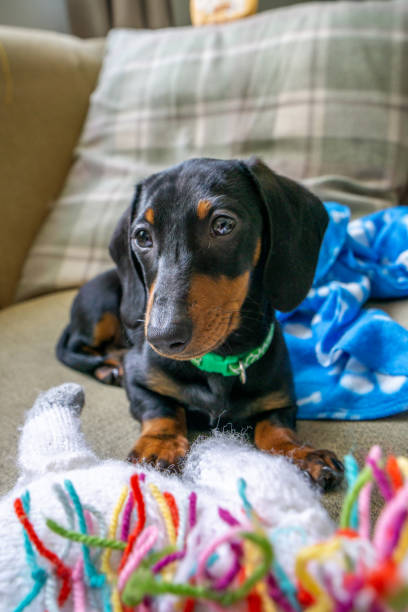 istock Dachshund puppy sitting on sofa 1428711754