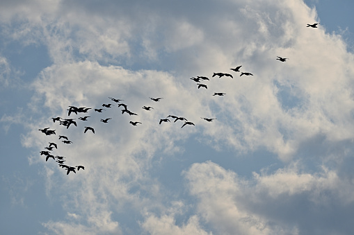 Migrating Canada geese against clouds in autumn. Taken in Connecticut.