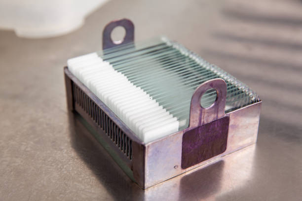 Tissue Samples 180+ Paraffin Test Stock Photos, Pictures & Royalty-Free Images - iStock