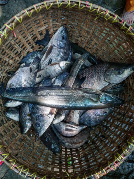 Wallago attu fresh water shark catfish in hand, fish with sharp teeth river monster fish. Big wallago attu fish in hand giant river monster catfish in hand. Wallago attu fresh water shark catfish in hand, fish with sharp teeth river monster fish. Big wallago attu fish in hand giant river monster catfish in hand. sheatfish stock pictures, royalty-free photos & images