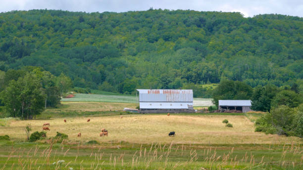 istock Farm, field and cows 1428713779