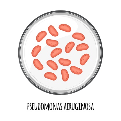 The human microbiome of pseudomonas aeruginosa in a petri dish. Vector image. Bifidobacteria, lactobacilli. Lactic acid bacteria. Illustration in a flat